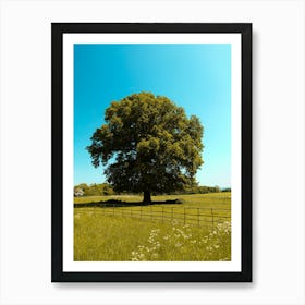 Large Oak Tree In A Field In the Summer Art Print