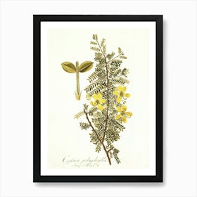 Cinnabar Phlox Art Print