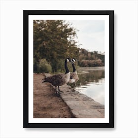 Pair Of Geese Art Print