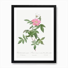 Boursault Rose, Pierre Joseph Redoute 2 Art Print