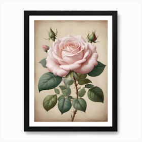 Beautiful Vintage Pink Rose Art Print