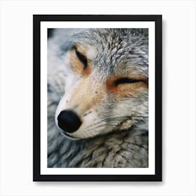 Gray Fox Close Up Realism 1 Art Print