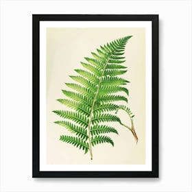 Vintage Illustration Harts Tongue Fern 1 Art Print