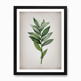 Vintage Smilacina Stellata Botanical on Parchment n.0506 Art Print