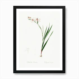 Gladiolus Illustration From Les Liliacées (1805), Pierre Joseph Redoute 1 Art Print