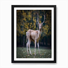 Deer In The Forest Art Print