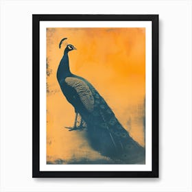 Orange & Blue Peacock Art Print