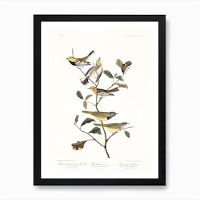 Black Throated Green Warbler Art Print