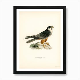 Eurasian Hobby (Falco Subbuteo), The Von Wright Brothers Art Print