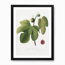 Briansole Figs (Ficus Carica Sativa) From Pomona Italiana (1817 - 1839), Giorgio Gallesio Art Print