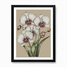 Orchids 2 Art Print