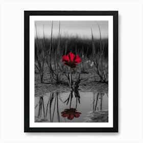 Red Flower In Puddle Art Print