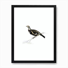 Vintage Black Grouse And Willow Ptarmigan Hybrid Bird Illustration on Pure White n.0172 Art Print