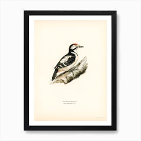 Great Spotted Woodpecker, The Von Wright Brothers Art Print