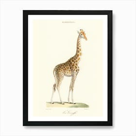 Giraffe Art Print