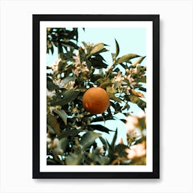 Greek Orange Blossom Art Print