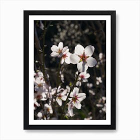 White almond blossoms against the light Art Print