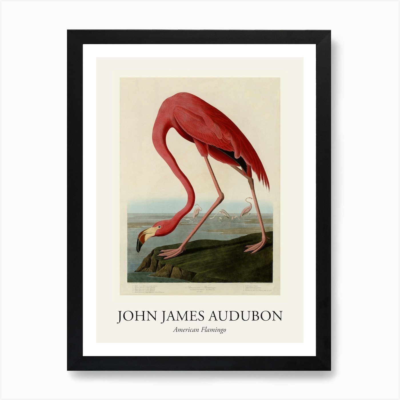 Audubon - Pink Flamingo from Birds of America Poster