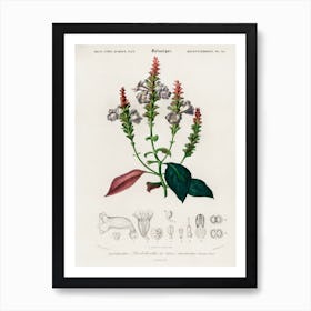 Strobilanthes Sabiniana, Charles Dessalines D' Orbigny Art Print