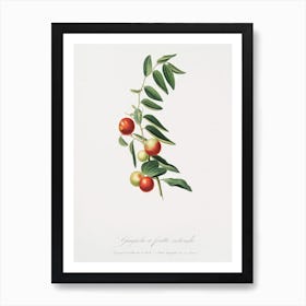 Chinese Jujube (Zizphus Vulgaris) From Pomona Italiana (1817 - 1839), Giorgio Gallesio Art Print