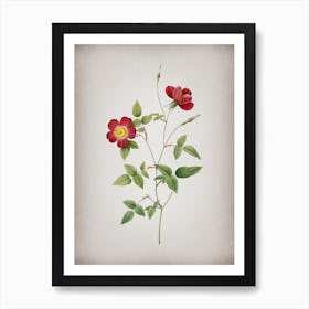 Vintage Indica Stelligera Rose Botanical on Parchment n.0424 Art Print