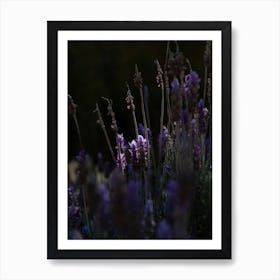 The Sunlight Picking Out Purple Flowers Art Print