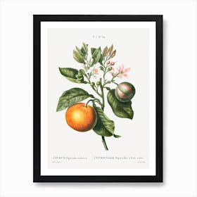 Ciitrus Bigaradia, Redoute Art Print