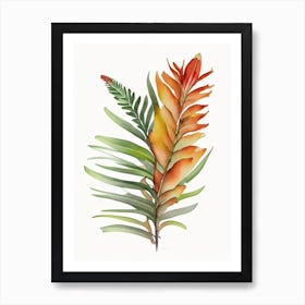 Kangaroo Paw Fern Watercolour Art Print