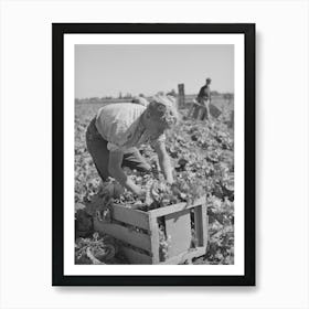 Putting Lettuce In Crates In The Field Canyon County, Idaho By Russell Lee 1 Art Print