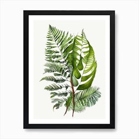 Crested Wood Fern Watercolour Poster