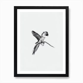 Macaw B&W Pencil Drawing 2 Bird Art Print