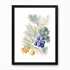 Juniper Berry Spices And Herbs Pencil Illustration 4 Art Print