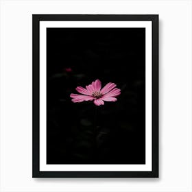 Pink Flower In The Dark 1 Art Print