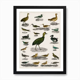 Collection Of Various Birds, Oliver Goldsmith      Art Print