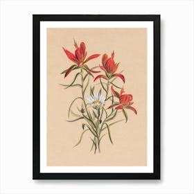 Vintage Botanical Mary Vaux Walcott _2732411 Art Print