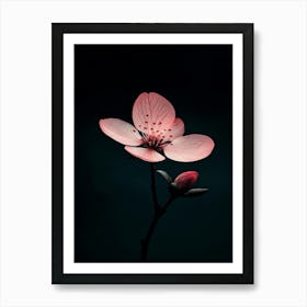 Cherry Blossom 3 Art Print