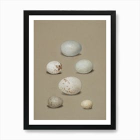 Sandhill Crane Eggs Art Print