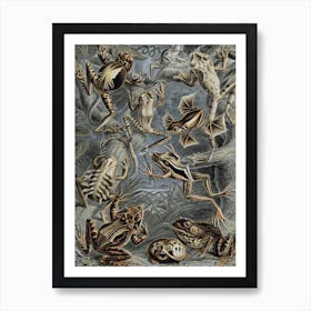 Vintage Haeckel 18 Tafel 68 Frösche Art Print