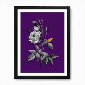 Vintage Common Rose of India Black and White Gold Leaf Floral Art on Deep Violet n.0526 Art Print