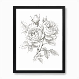 Roses Sketch 41 Art Print