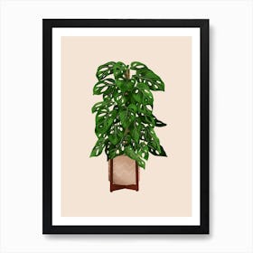 Monstera Adansonii Plant Art Print