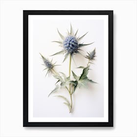 Pressed Wildflower Botanical Art Rattlesnake Master 1 Art Print