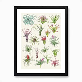 Air Plants Art Print