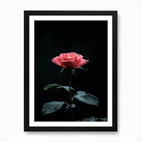 Rose On A Black Background 18 Art Print