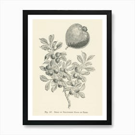 Vintage Illustration Of Strawberry Guava, John Wright Art Print