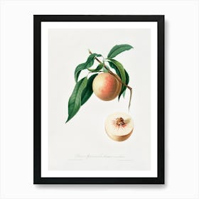 Peach (Persica Julodermis) From Pomona Italiana (1817 - 1839), Giorgio Gallesio 2 Affiche