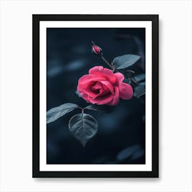 Dark Rose 114 Art Print