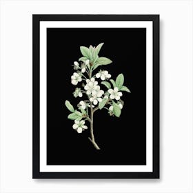 Vintage White Plum Flower Botanical Illustration on Solid Black n.0100 Art Print