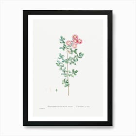 Mesembryanthemum Deltoides, Pierre Joseph Redoute Art Print