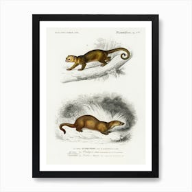 Kinkajou (Potos Caudivolvulus) And The European Otter (Mustela Lutra), Charles Dessalines D' Orbigny Art Print